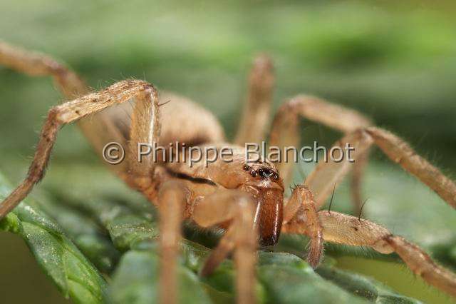 Clubionidae_0100-1.JPG - France, Araneae, Clubionidae, Araignée, Clubionide (Clubiona sp), Sac-spider